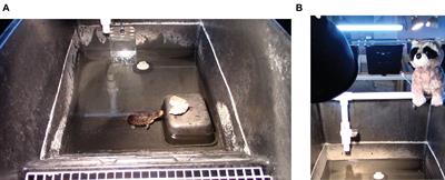 Personality in Zoo-Hatched Blanding’s Turtles Affects Behavior and Survival After Reintroduction Into the Wild